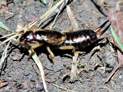 Forficulinae