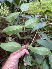 Syzygium cumini