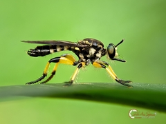 Laphriini