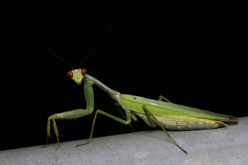 Titanodula formosana Giglio-Tos, 1912