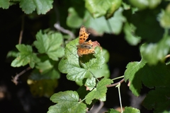 Polygonia