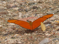 Dryas iulia moderata