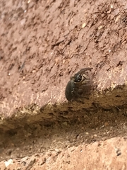 Maratus griseus