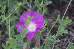 Ipomoea stans