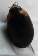 Dytiscidae