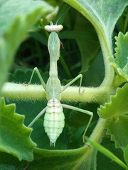 Stagmomantis limbata