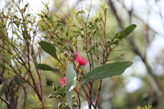 Eucalyptus leucoxylon