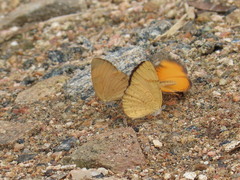 Tegosa anieta luka
