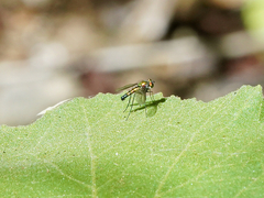 Condylostylus longicornis