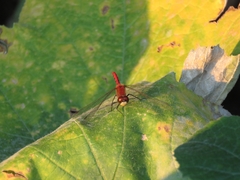 Sympetrum obtrusum
