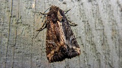 Helotropha reniformis