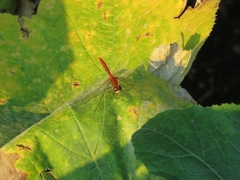 Sympetrum obtrusum