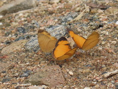 Tegosa anieta luka