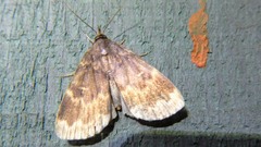 Idia lubricalis