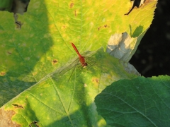Sympetrum obtrusum