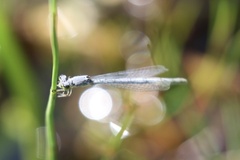 Ischnura perparva