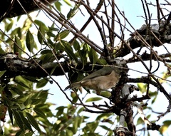 Baeolophus inornatus