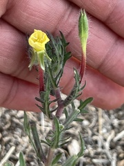 Oenothera
