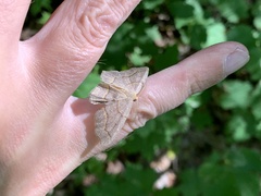 Lambdina fiscellaria