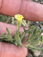 Oenothera