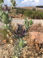 Eryngium leavenworthii