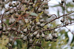 Eucalyptus leucoxylon