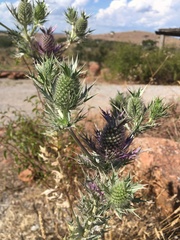Eryngium leavenworthii