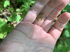 Lambdina fiscellaria