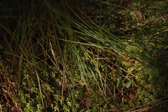 Carex globularis