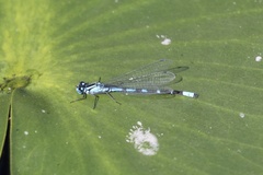 Enallagma annexum