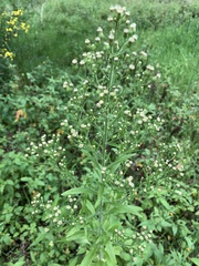 Erigeron sumatrensis