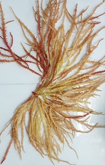 Eucheuma isiforme
