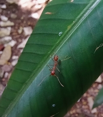 Oecophylla smaragdina