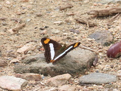 Adelpha iphicleola iphicleola