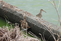 Rostratula benghalensis