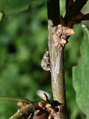 Pseudocneorhinus bifasciatus