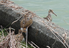 Rostratula benghalensis