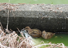 Rostratula benghalensis