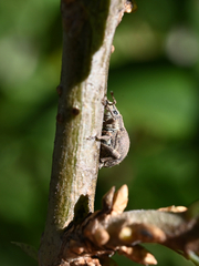 Pseudocneorhinus bifasciatus