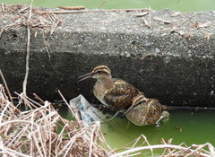 Rostratula benghalensis