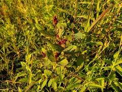 Hypericum virginicum