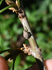 Pseudocneorhinus bifasciatus