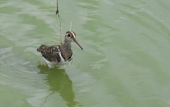 Rostratula benghalensis