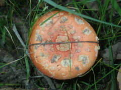 Amanita xanthocephala