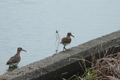 Rostratula benghalensis