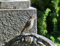 Phoenicurus phoenicurus