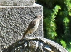 Phoenicurus phoenicurus