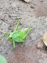 Cibotopteryx