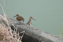 Rostratula benghalensis