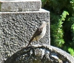 Phoenicurus phoenicurus